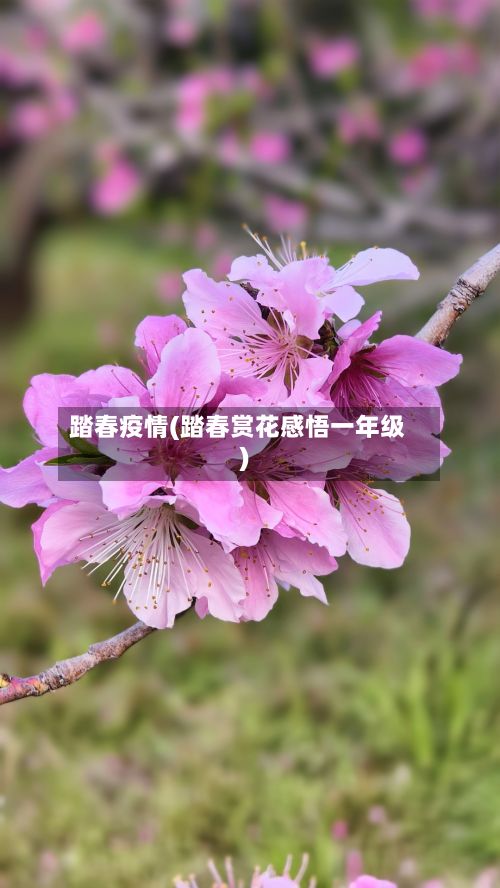 踏春疫情(踏春赏花感悟一年级)-第3张图片