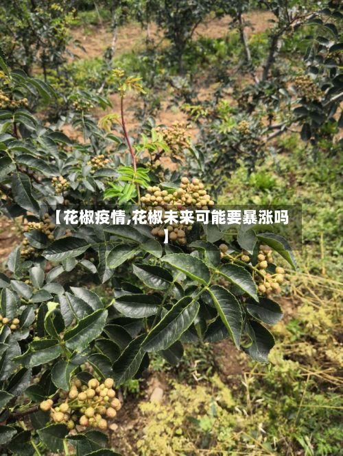【花椒疫情,花椒未来可能要暴涨吗】-第3张图片