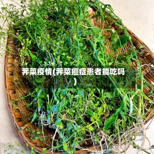 荠菜疫情(荠菜癌症患者能吃吗)-第2张图片