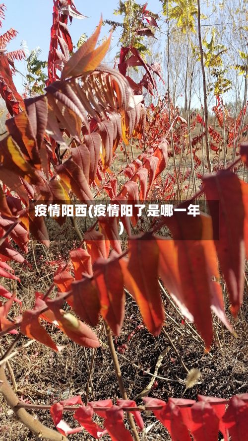 疫情阳西(疫情阳了是哪一年)-第3张图片