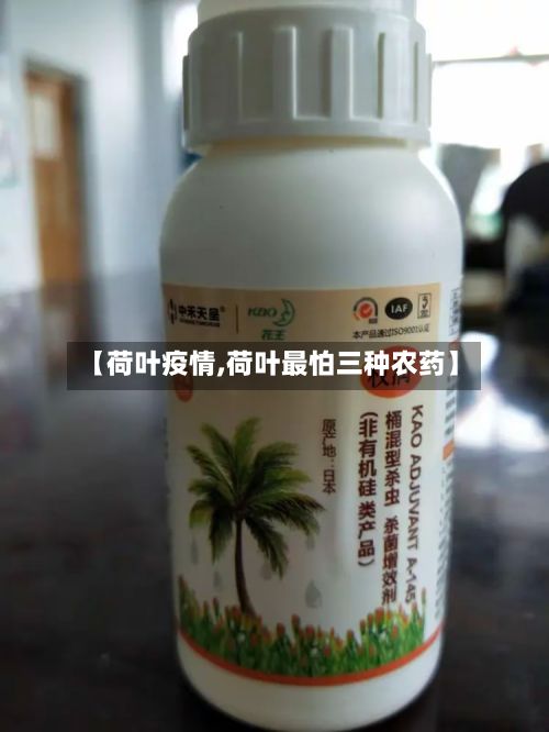 【荷叶疫情,荷叶最怕三种农药】-第2张图片