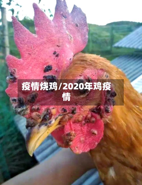 疫情烧鸡/2020年鸡疫情