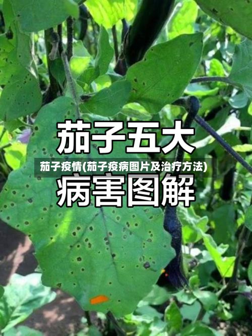 茄子疫情(茄子疫病图片及治疗方法)