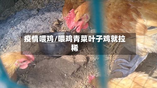 疫情喂鸡/喂鸡青菜叶子鸡就拉稀
