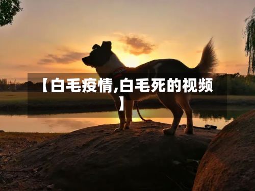 【白毛疫情,白毛死的视频】-第2张图片