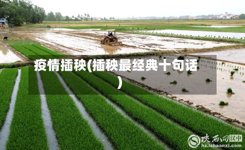 疫情插秧(插秧最经典十句话)-第3张图片