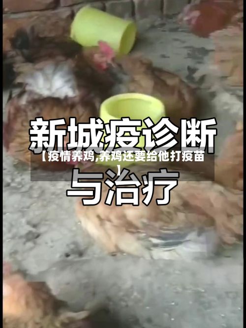 【疫情养鸡,养鸡还要给他打疫苗】
