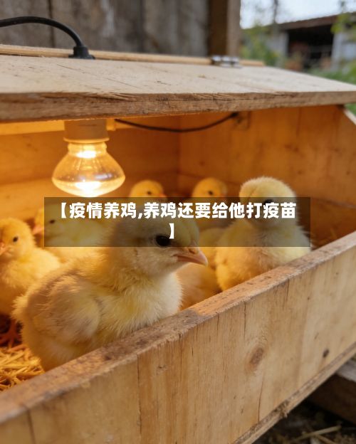 【疫情养鸡,养鸡还要给他打疫苗】-第2张图片