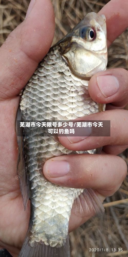 芜湖市今天限号多少号/芜湖市今天可以钓鱼吗-第3张图片