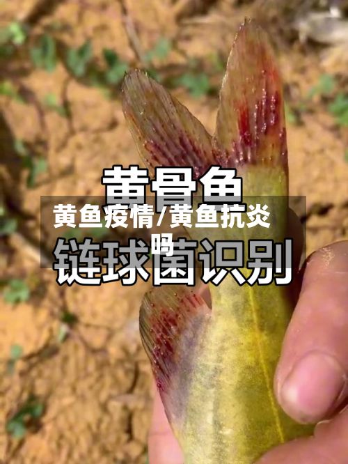 黄鱼疫情/黄鱼抗炎吗