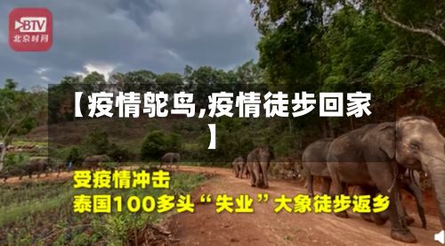 【疫情鸵鸟,疫情徒步回家】