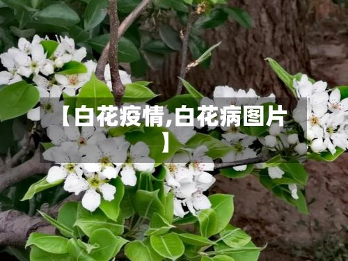 【白花疫情,白花病图片】-第2张图片