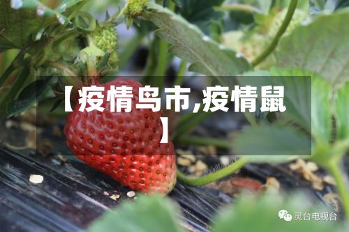【疫情鸟市,疫情鼠】